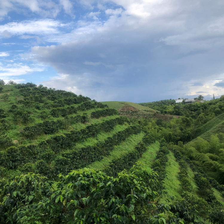 
                  
                    Colombia - Julio Madrid Caturra Nitro
                  
                